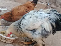 Brahma — Foto 2