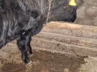 Bulle, Aberdeen-Angus — Foto 4