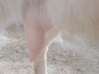 Ziege, Russian White goat — Foto 2