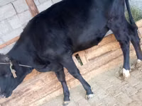 गाय, एबरडीन - एंगस — फ़ोटो 3