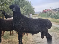 Кочкор, Койлор — сүрөт 1