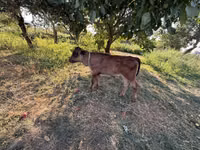 公牛, Cattle — 照片 2