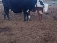 Vaca, Vaca kazaja de cabeza blanca — foto 2