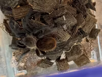 Məhsul: Seçmə tarantula balaları (sling) Növlər: - Brachypelma vagans — Foto 4
