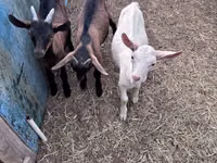 عنزة, Saanen goat — الصورة 8