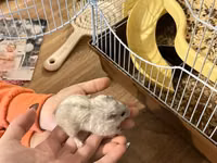 3 eded hamster qefes ve apilkasi ile birlikde verirem 2 eded bala — Foto 1