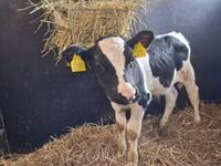 Bulle, Russian Black pied cattle — Foto 7