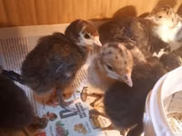 Turkeys — Foto 1