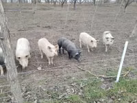 母猪, Pigs — 照片 2