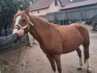Mare, Horses — photo 5