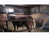 公牛, Cattle — 照片 1