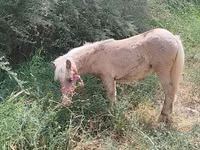 Yegua, Caballos — foto 1