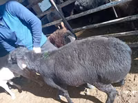 Carnero, Ovejas — foto 4