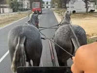 Hengst, Percheron — Foto 2