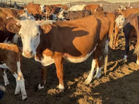 Kuh, Latvian Blue cattle — Foto 5