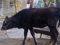 Bull, Cattle — photo 3