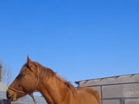 فرس, الخيول — الصورة 1