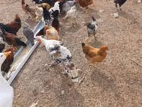 Chickens — 2-сурет