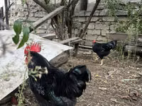 Chickens — 3-rasm