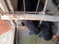 Ram, Sheep — photo 6