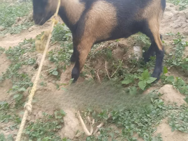 公山羊, Goats