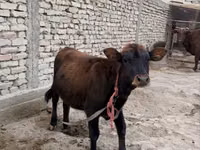 Vaca, Ganado vacuno — foto 2