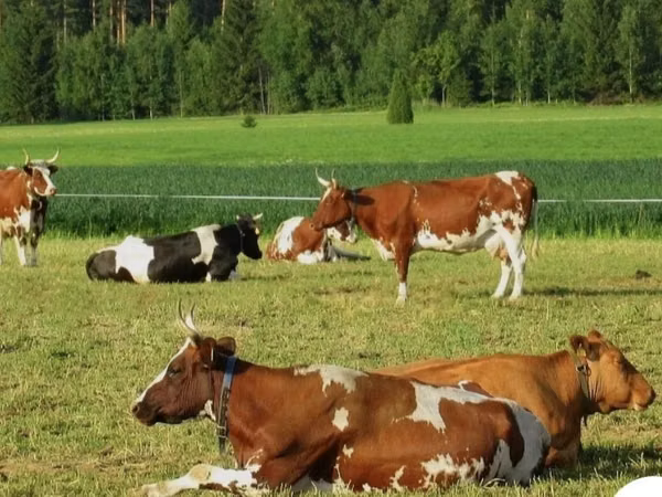 Kuh, Simmental cattle — Kasachstan