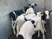 Rinder (Partie, Geschlecht nicht angegeben), Holstein-Rasse — Foto 7
