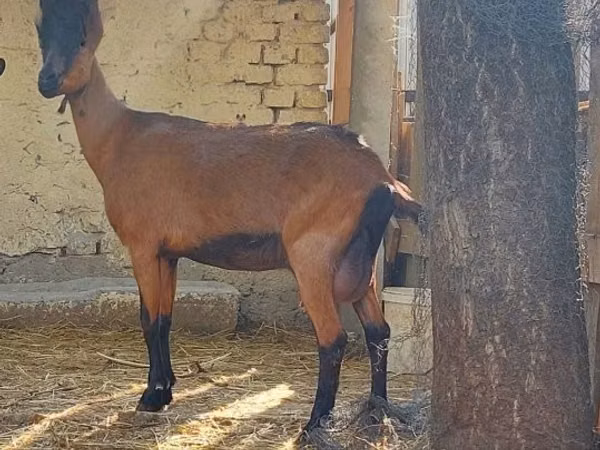 Эчки, Альпийская эчки