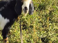 Taka, Alpine goat — 3-rasm