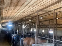 Caballos (lote, sexo no especificado), Caballos — foto 2
