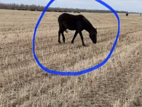 Stute, Horse breed — Foto 6