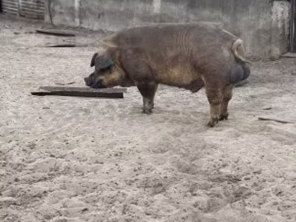 Хряк, Дюрок