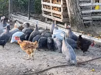 Guinea fowl — الصورة 7
