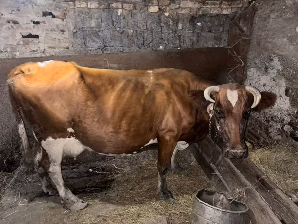 गाय, Simmental cattle — कज़ाखस्तान