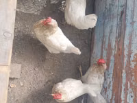 أدلر سيلفر — الصورة 3