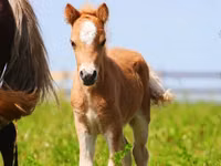 Caballos (lote, sexo no especificado), Shetland Pony — foto 7