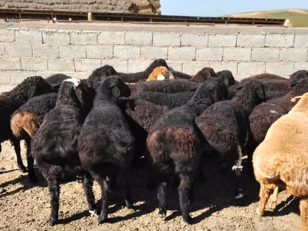 Ram, Sheep — Kazakhstan
