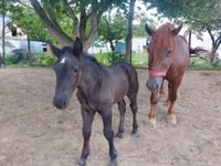 Stute, Hungarian horse breed — Foto 1