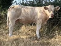 Bulle, Kaste Kuh — Foto 4