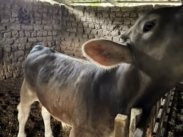 公牛, Swiss cattle — 吉尔吉斯斯坦