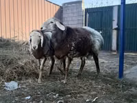 Ram, Rhon sheep — photo 8