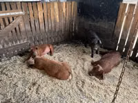 Schweine (Partie, Geschlecht nicht angegeben) — Foto 3