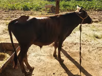 सांड, मवेशी — फ़ोटो 2