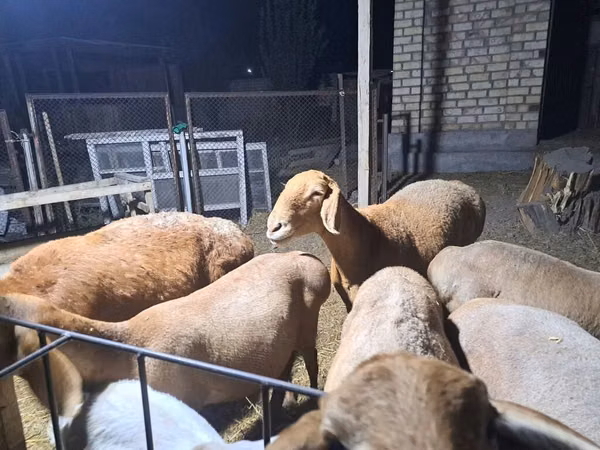 Schaf, Arashan sheep — Kirgisistan