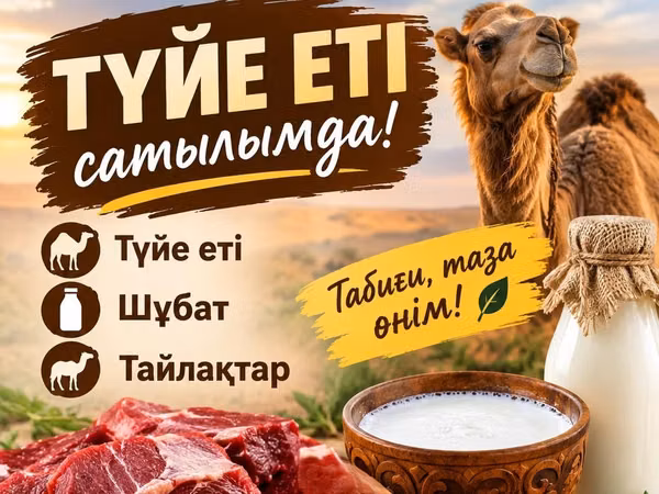 母骆驼, Kazakh Bactrian camel