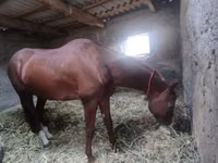 Hengst, Akhal-Teke — Foto 3