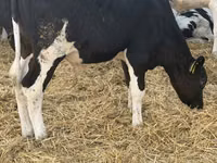 Bulle, Russian Black pied cattle — Foto 2