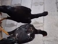 Ayam Cemani — Foto 2