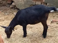 Cabra, Alpine goat — foto 4